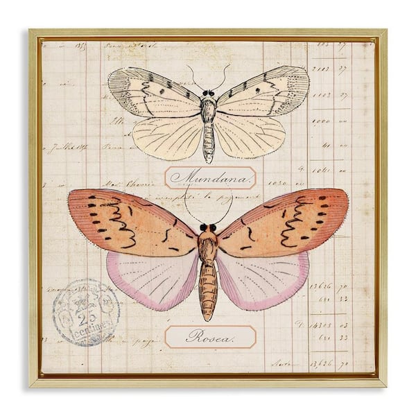 Stupell Industries Drawn Butterfly Studies by Susan Arnot Gold Floater Frame Animal Graphic Art Print 25 in. x 25 in.