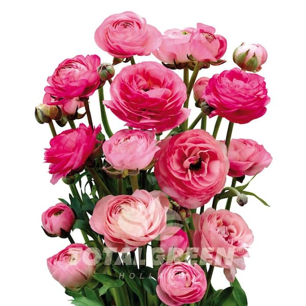 national PLANT NETWORK Pink Peony Ranunculus Plant Bulb Kit