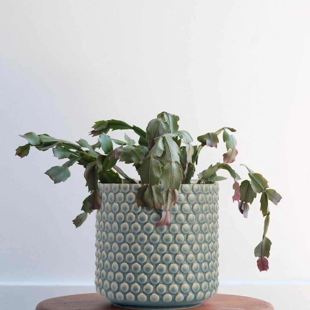 Sky Blue Stoneware Planter Pot with Playful Polka Dots, 6 in
