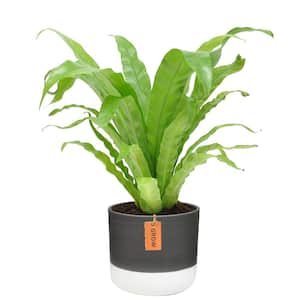 Bird's Nest Fern Indoor Plant in 6 in. Two-Tone Ceramic Planter, Avg. Shipping Height 1-2 ft. Tall