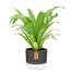 https://images.thdstatic.com/productImages/6b08f3e5-9450-4ec0-8d56-6e3a4e5a220c/svn/costa-farms-house-plants-co-adh7-3-2to-64_65.jpg