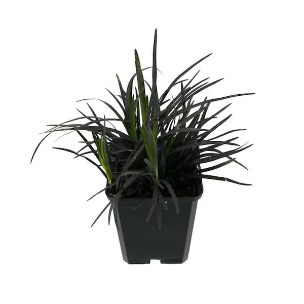 Unbranded 1.0 qt. Ophiopogon Black Mondo Grass Perennial (2-Pack)
