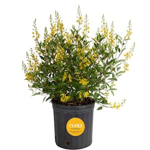 10 in. Outdoor Yellow Galphimia Thryallis Plant in Grower Pot, Avg. Shipping Height 26 in. to 32 in.