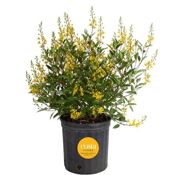 Costa Farms 10 in. Outdoor Yellow Galphimia Thryallis Plant in Grower Pot, Avg. Shipping Height 26 in. to 32 in.