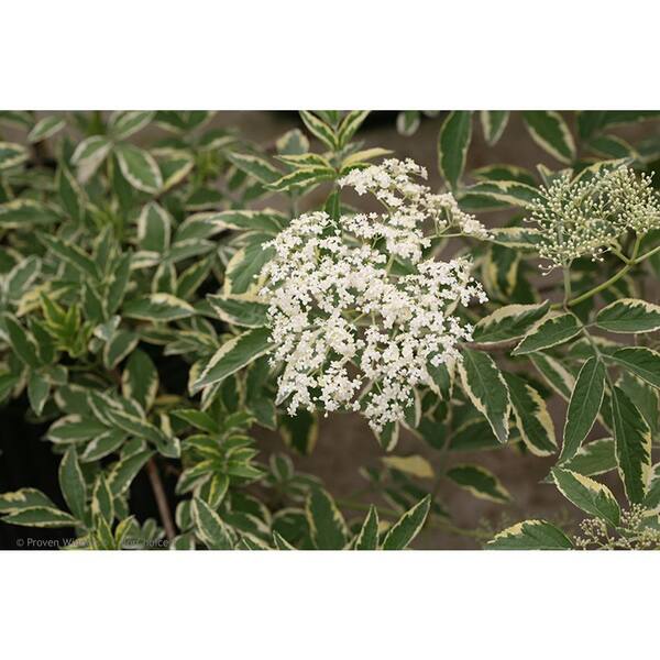 PROVEN WINNERS 4.5 in. qt. Instant Karma Elderberry (Sambucus) Live Shrub, White Flower and Green and White Foliage