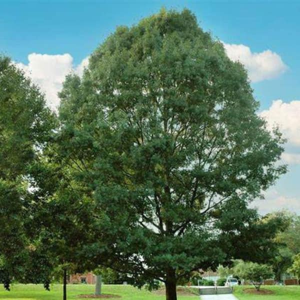 7 Gal. Shumard Oak Shade Tree