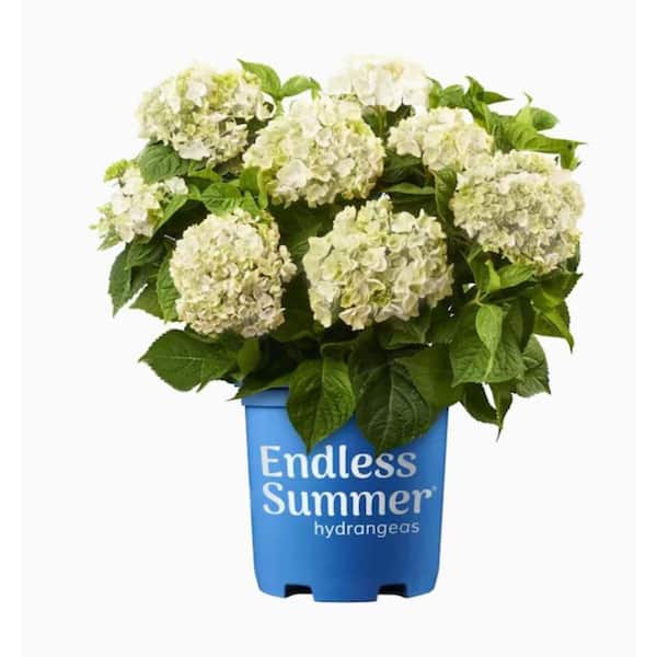Endless Summer 1.0 gal. Blushing Bride Hydrangea Perennial Plant with White Flowers (1-Pack)