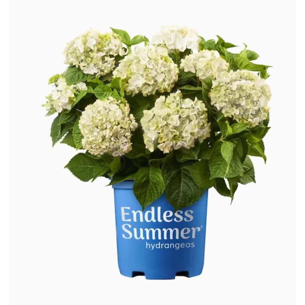 1.0 Gal. Shrub Hydrangea Endless Summer Blushing Bride (2-Pack)