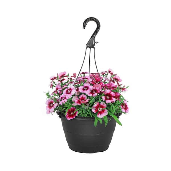 METROLINA GREENHOUSES 1.25 Gal. Dianthus Hanging Basket Annual Plant