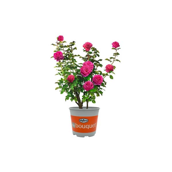 rose Sunbelt® Crazy Love™ | Bloomables