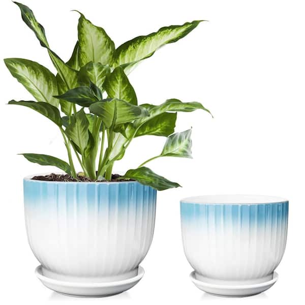 plant food for monstera Organic Monstera Plant Food