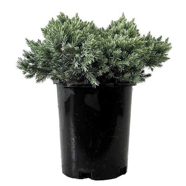 2.5 Qt. Blue Star Juniper (Juniperus squamata) Live Shrub with Icy Blue Foliage 1-each