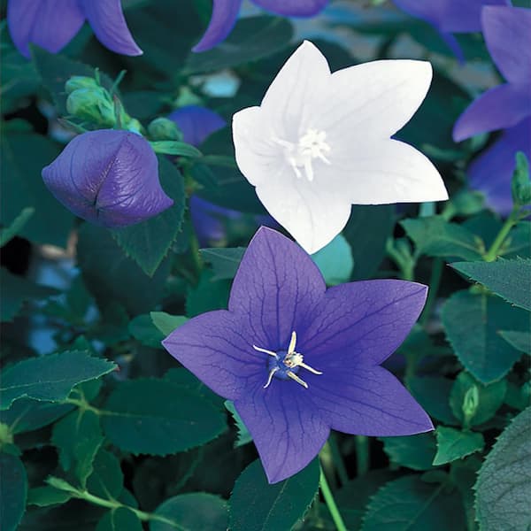 1 gal. Balloon Flower Plant in Grower's Pot 1005374508 - The Home