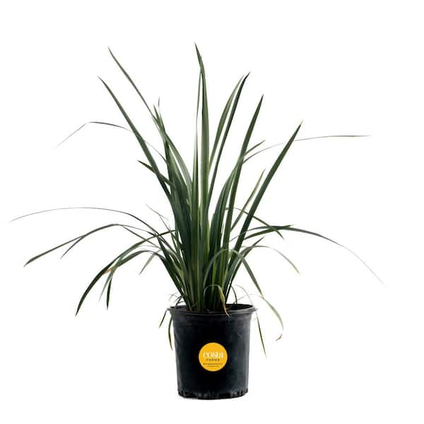Outdoor Dietes Iris Giant Plant in 9.25 in. Grower Pot, Avg. Shipping Height 2 ft. to 3 ft. Tall