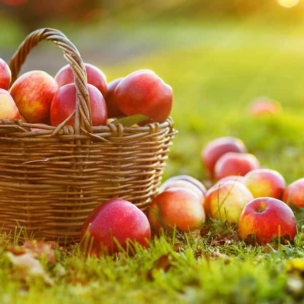national PLANT NETWORK Bareroot Fuji Deciduous Apple Tree