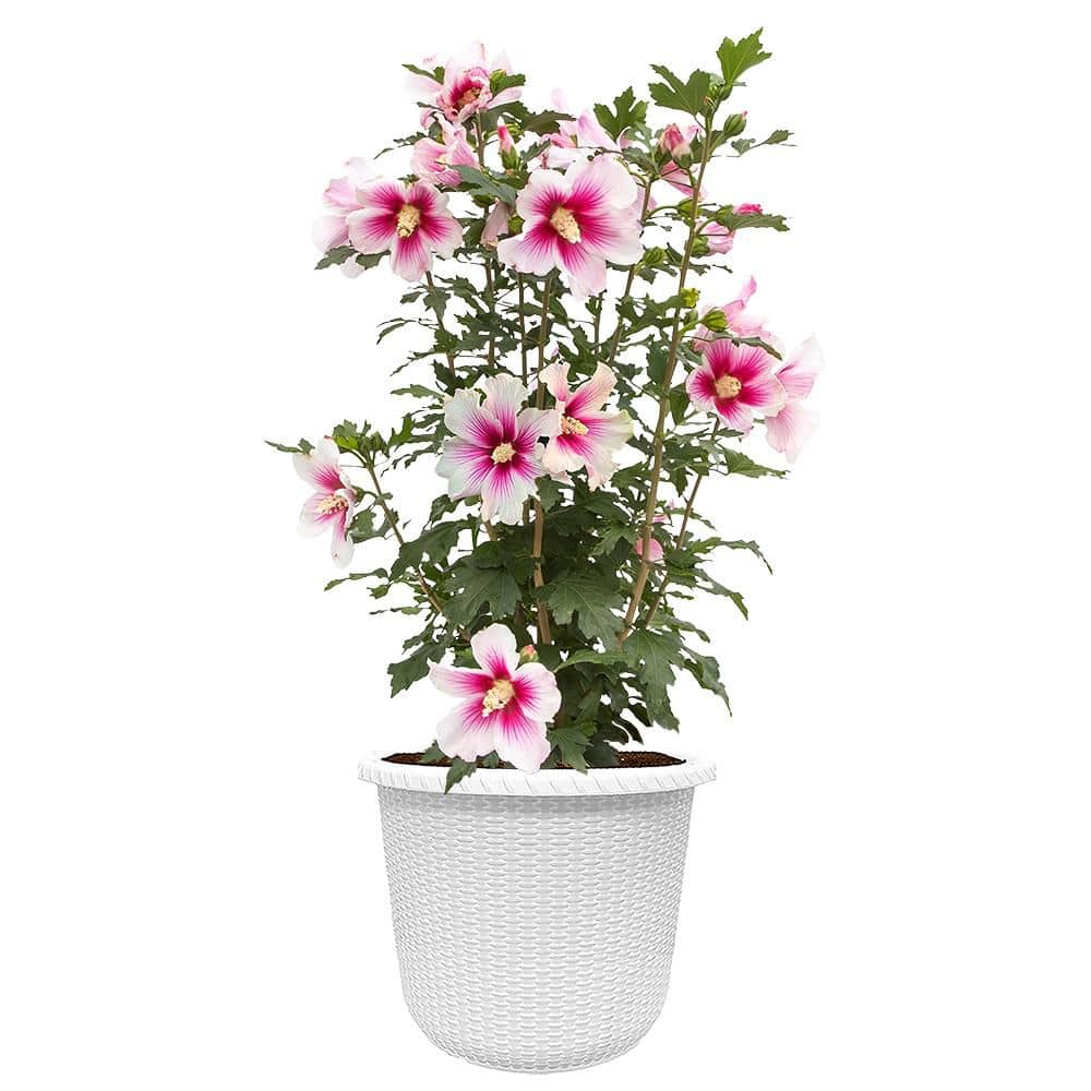 2 Gal. Paraplu Pink Ink Rose of Sharon (Hibiscus) Shrub with White and Pink Flowers in Decorative Container price history on PriceWatchPro