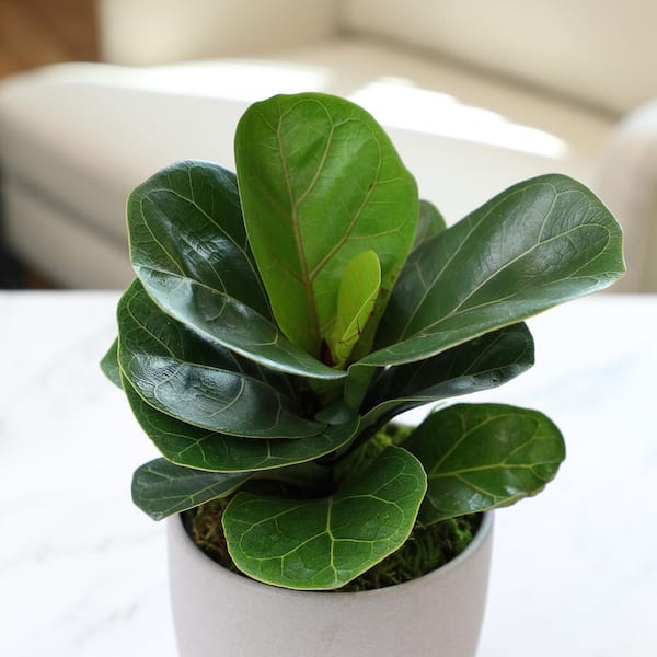 philodendron tattoo Tattoo Booking Fee main image 1