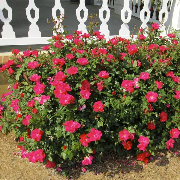 Pink♡Rose national PLANT NETWORK 2 gal. Rose Pink Crush with Pink