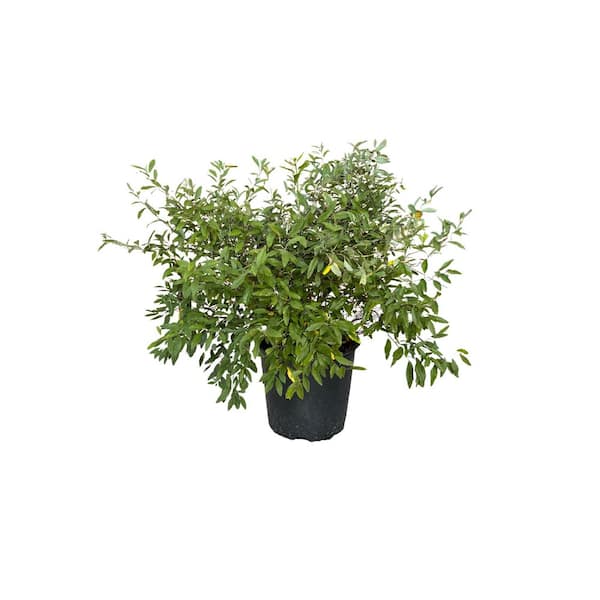 3 Gal. Bridal Wreath Spirea Flowering Shrub with White Flowers