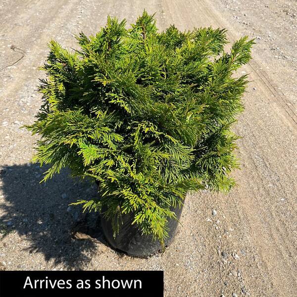 DIRECT GARDENING 3 Gal. Pot Western Red Cedar, Potted Evergreen