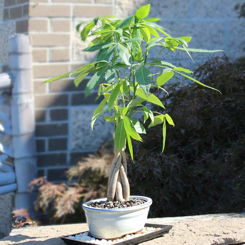 Braided Money Tree Indoor Bonsai in Blue Ceramic Pot