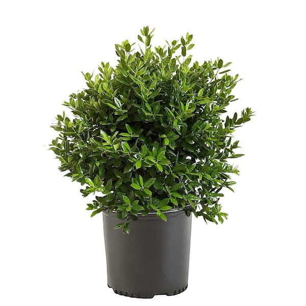 2.25 Gal. Needlepoint Holly Shrub with Dark Green Foliage