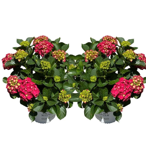 PROVEN WINNERS 2 Gal. Bobo Hardy Hydrangea, Live Plant with White
