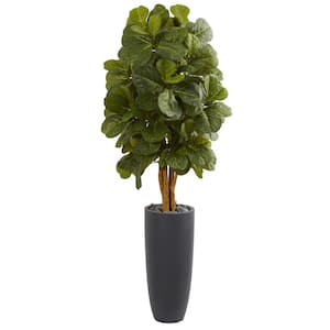 5.5 ft. High Indoor Fiddle Leaf Artificial Tree in Gray Cylinder Planter