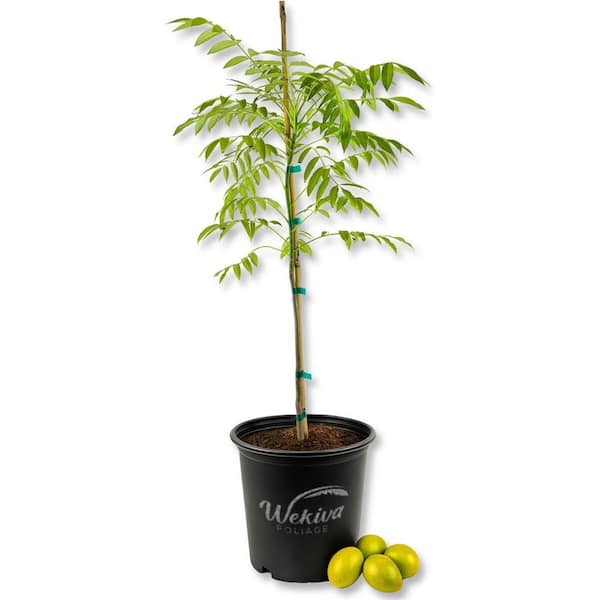 Amberella Tree-Tahiti Apple-Live Plant in a 3 Gallon Growers Pot-Spondias Dulcis-Edible Fruit Bearing Tree