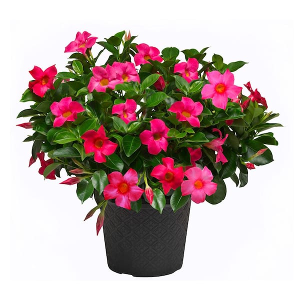 Rio 0.9 Gal. (#9) Patio Pot Dipladenia Flowering Annual Shrub with Red, Pink, or White Blooms-Autumn