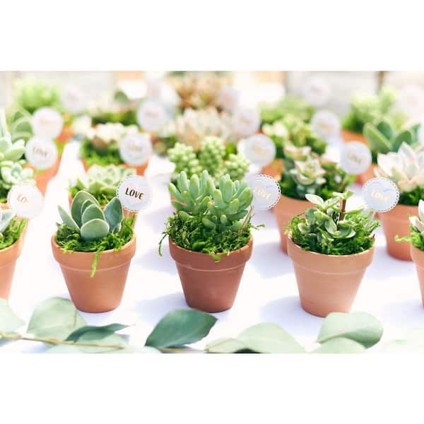 Shop Succulents 2 in. Assorted Succulent (Collection of 64) A64