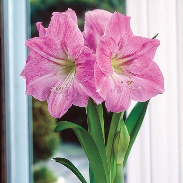 Breck's Candy Floss Single Amaryllis (Hippeastrum) Bulb (1-Pack)