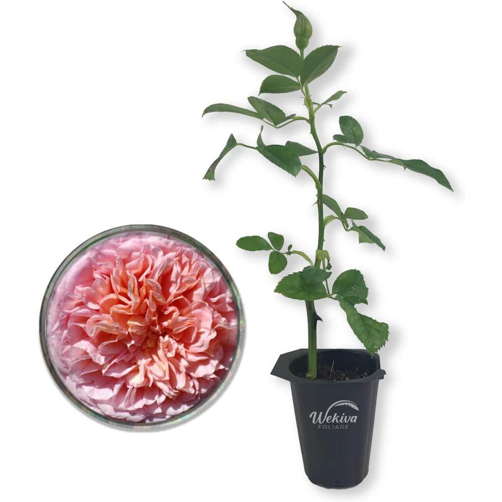 Abraham Darby Rose Bush-Live Starter Plant in a 2 Inch Pot-Beautifully Fragrant Heirloom Rose from Florida price history on PriceWatchPro