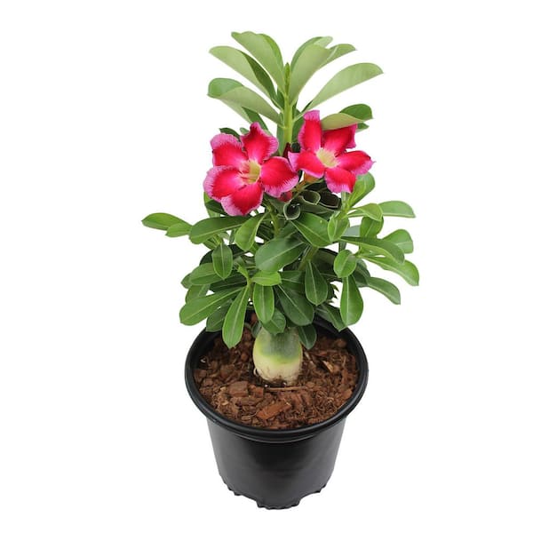 Altman Plants Pink Desert Rose Succulent (Adenium) in 1 Gallon Grower Pot