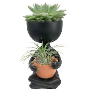 Zen Harmony Planter - Live Plants in a Decorative Pot - Cactus Succulent Air Plant - A Symbol of Serenity and Beauty