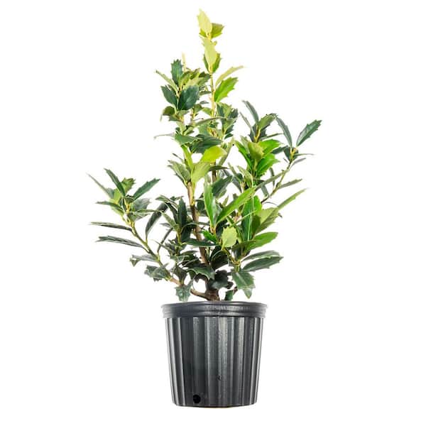 Perfect Plants 1 Gal. Oak Leaf Holly in Grower's Pot, Bright Red Fall Berries