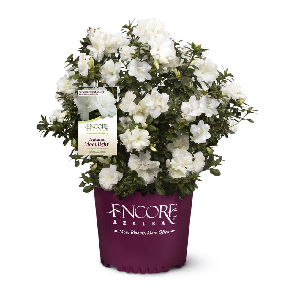 ENCORE AZALEA 3 Gal. Autumn Moonlight Azalea Shrub with White Flowers ...