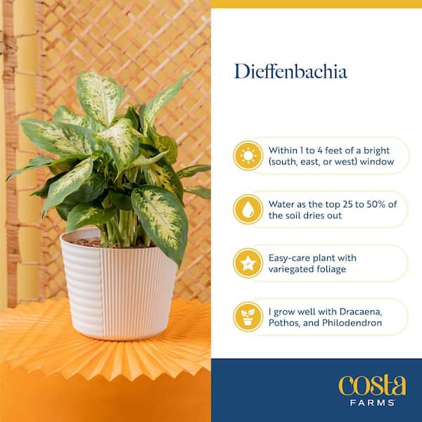 4 philodendron 4" Philodendron 'Ring of Fire'  Plantify