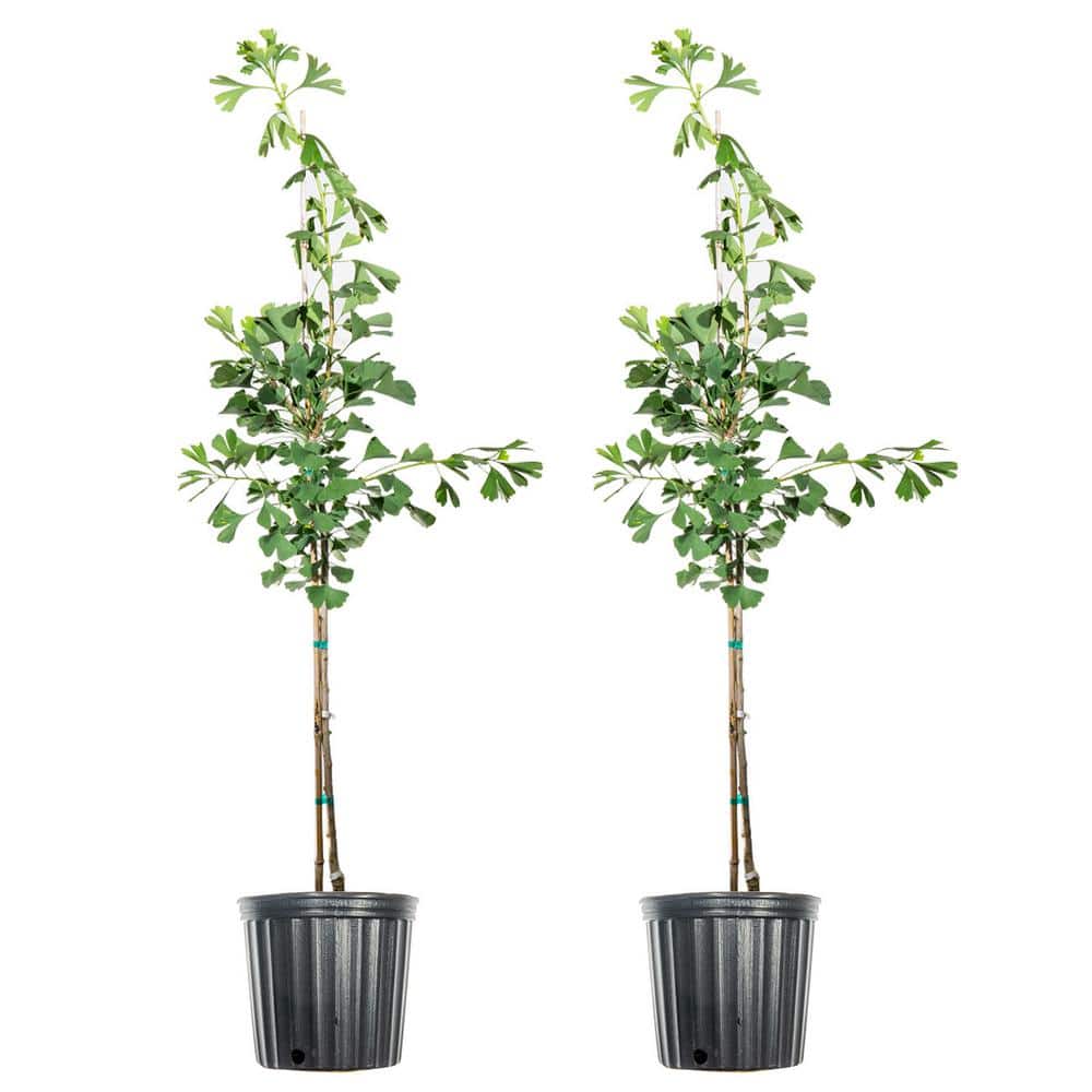 #5 Ginkgo Tree (2-Pack)