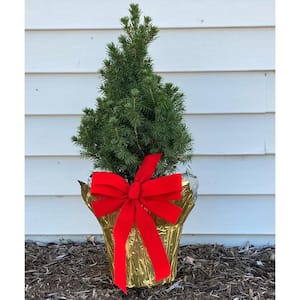 1 Gal. Spruce Decorative Holiday Shrub/Tree