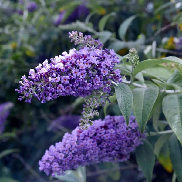 national PLANT NETWORK 3 gal. Buddleia True Blue Shrub with Blue Flowers