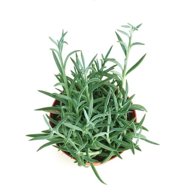 Shop Succulents String of Fishhooks Hanging Succulent, Senecio Radicans  Glauca, Fully Rooted Live 4 in. Succulent Plant 1-FISHHOOK-4 - The Home  Depot