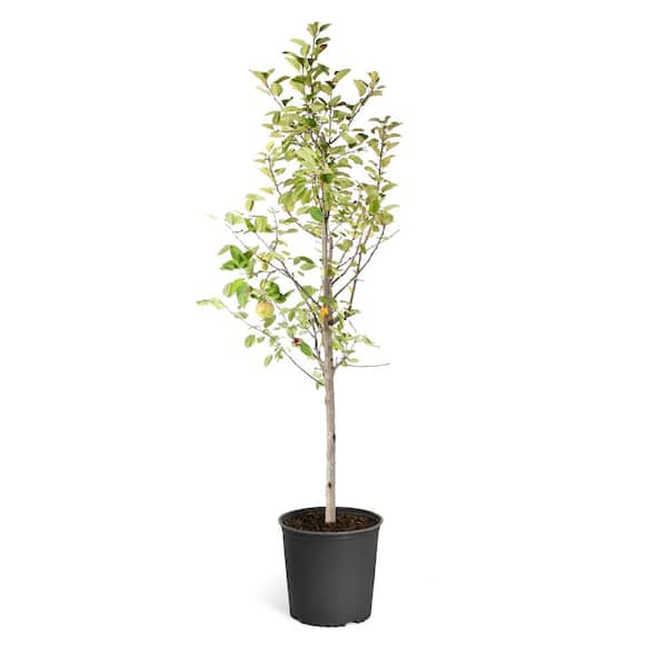 Fuji Apple Low Chill Fruit Tree APPFUG05G - The Home Depot