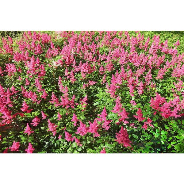 1 Gal. Anthony Waterer Spirea Shrub Huge Pyramidal Clusters of Rosepink Flowers, Dense Spreading Green Foliage