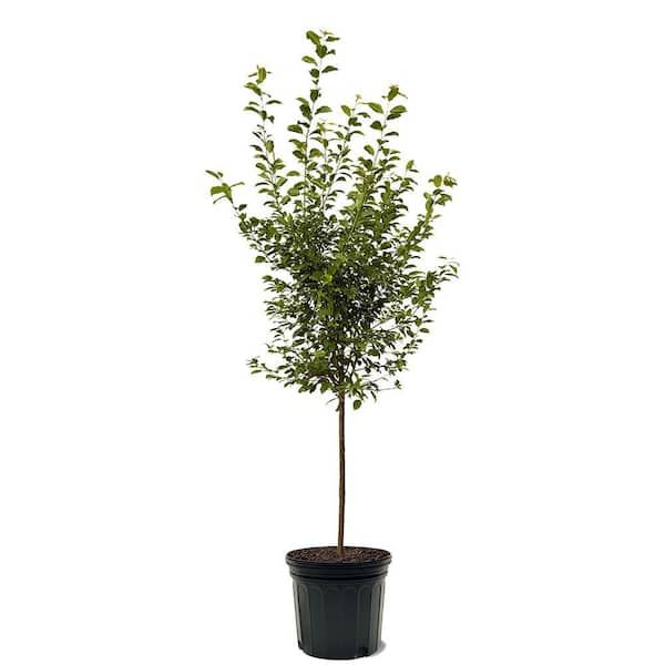 Unbranded 7 Gal. 6 Weeks Plum Fruit Tree