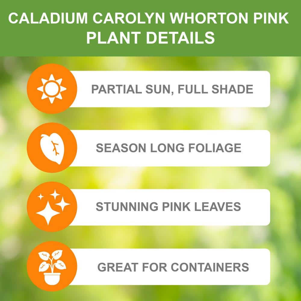Carolyn Whorton Pink and Green Caladium Bulbs Pack of 10