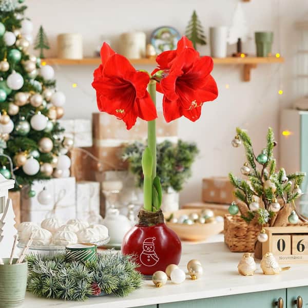 Holiday Red Waxed Amaryllis Bulb Stencil with Red Flowers