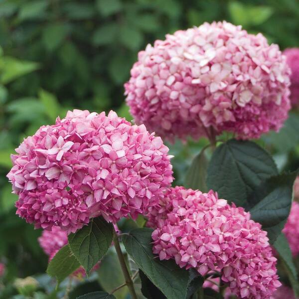 PROVEN WINNERS Invincible Spirit ColorChoice Hydrangea 1 gal. Shrub