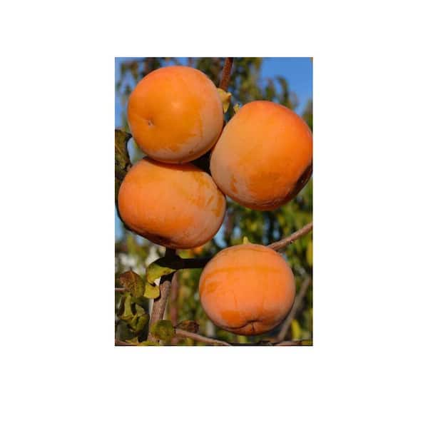 Unbranded 1 Gal. Rosseyanka Persimmon Tree