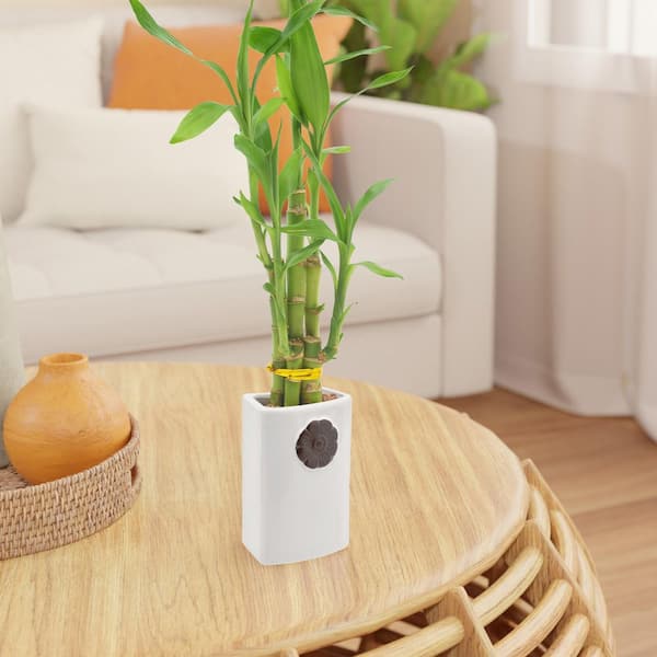Arcadia Garden Products 2-1/2 in. 5-Stem Lucky Bamboo Contour II